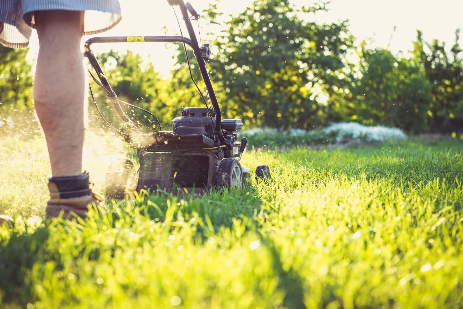 A push mower cuts a green lawn in the evening sun