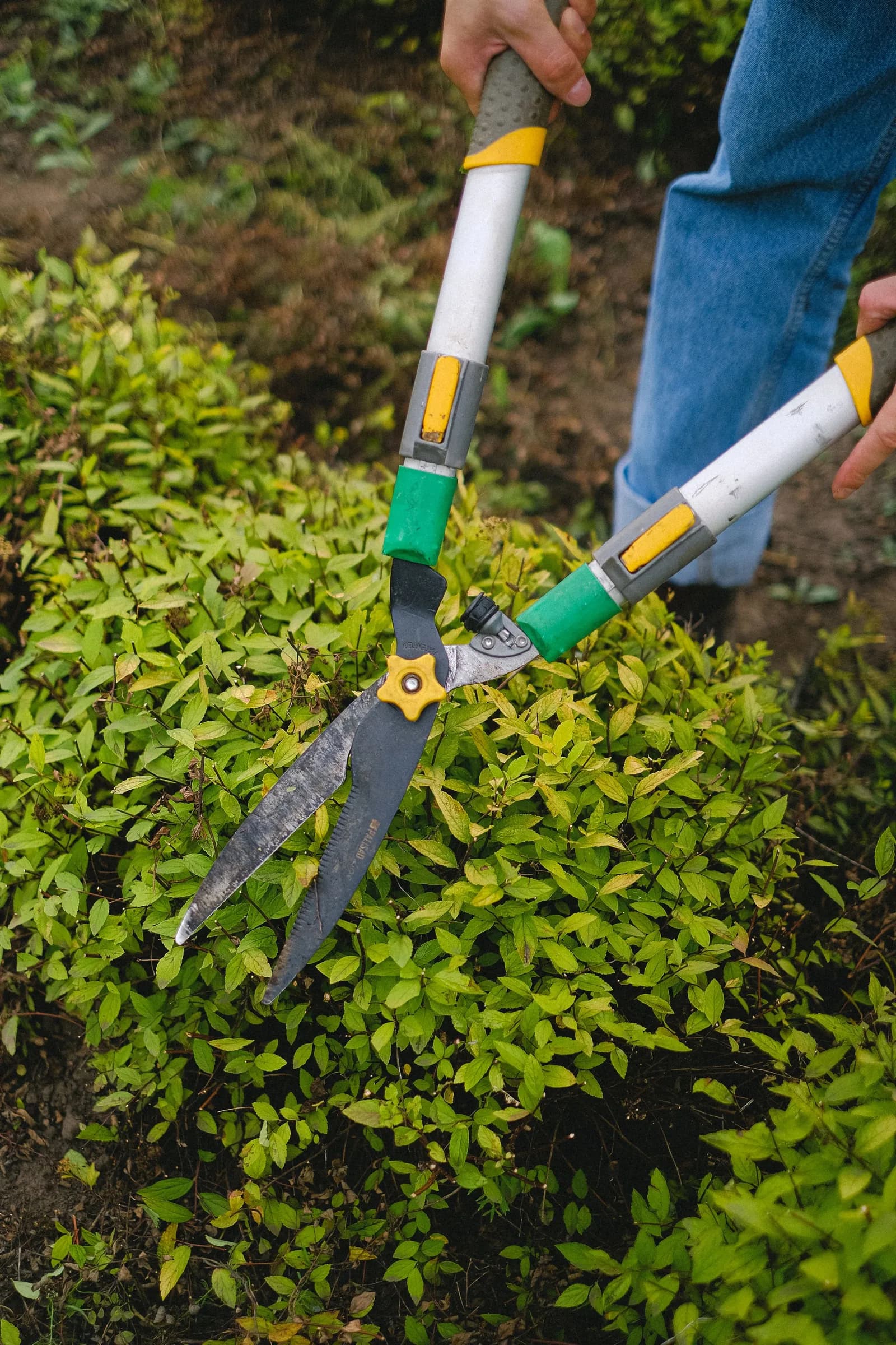 Hedge shears shape a green shrub