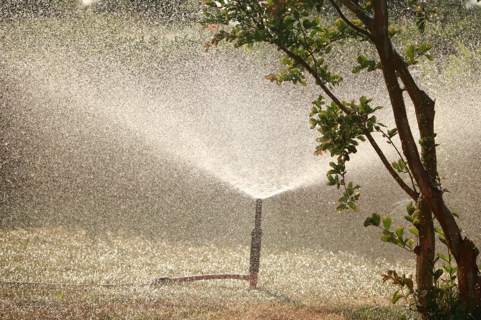 A sprinkler head sprays water over a lawn next to a small tree