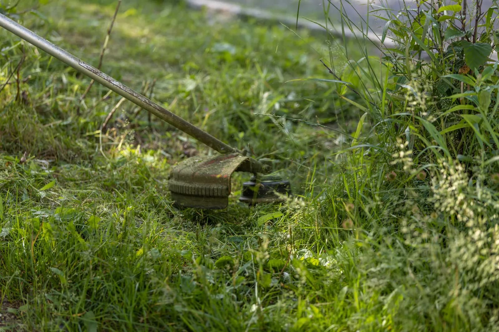 A string trimmer cuts tall grass at the edge of a yard