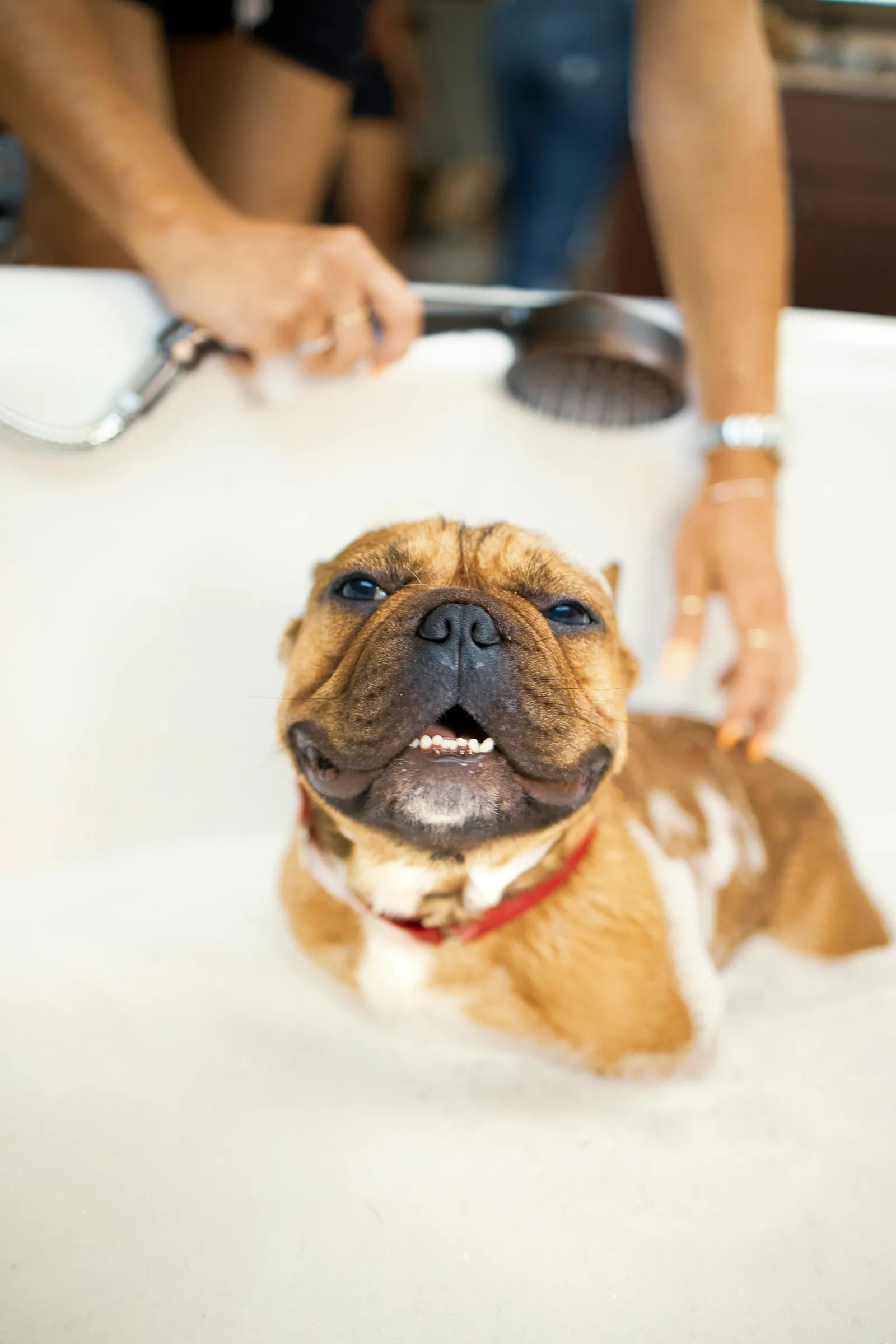 A happy bulldog gets rinsed in a bath full of suds