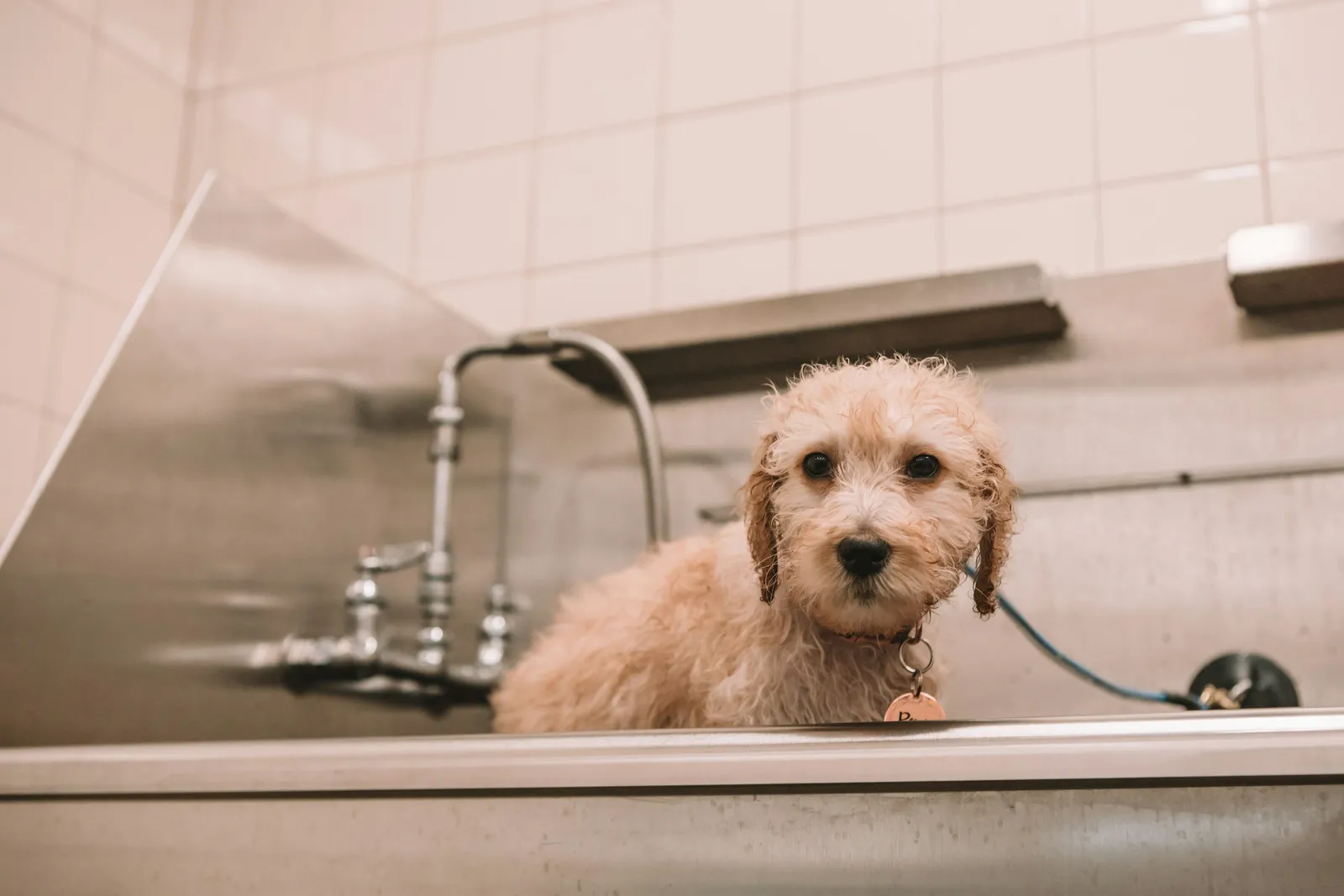 A wet doodle sits in a steel grooming tub