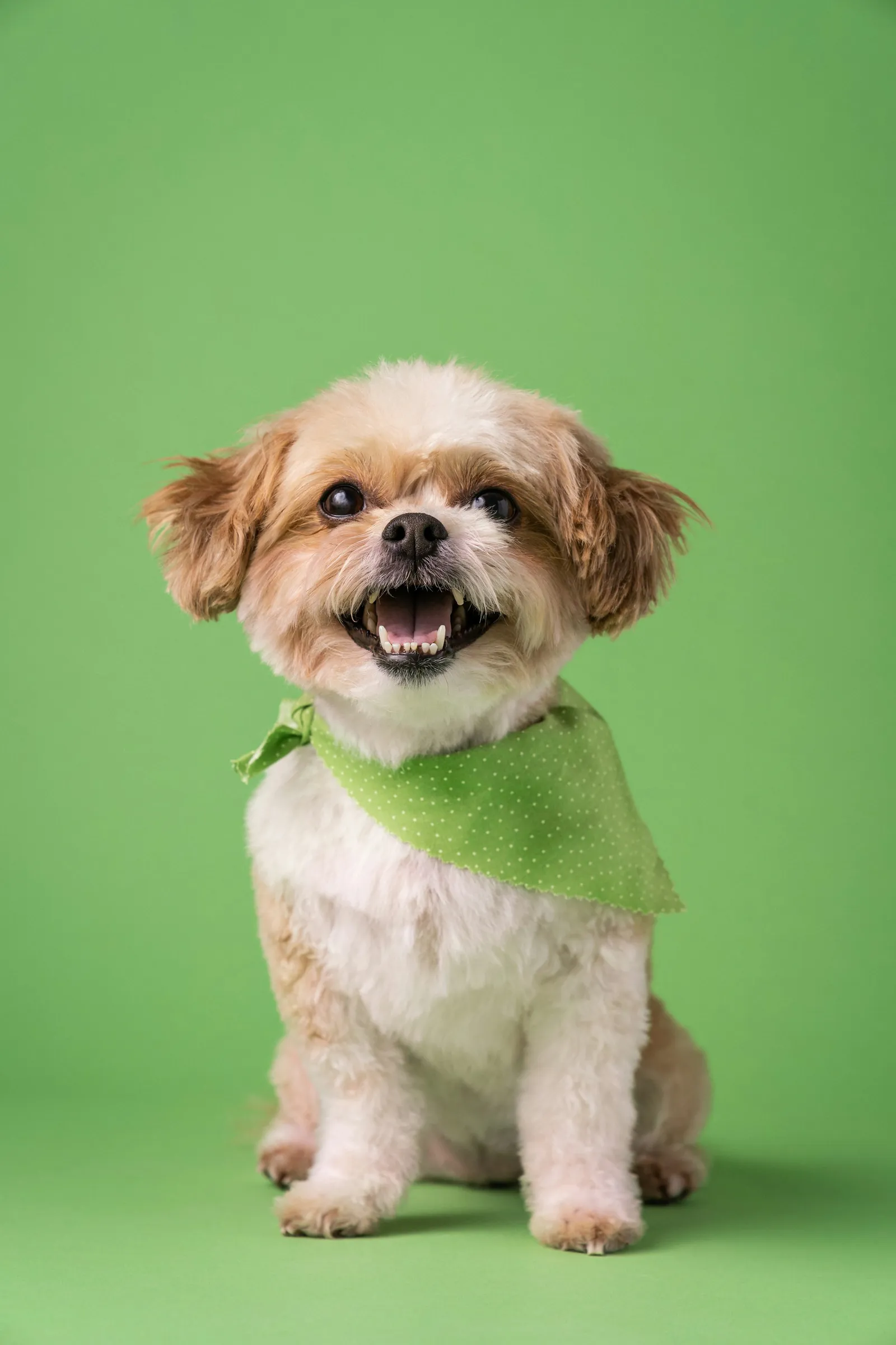 A small dog with a fresh cut and a green bandana