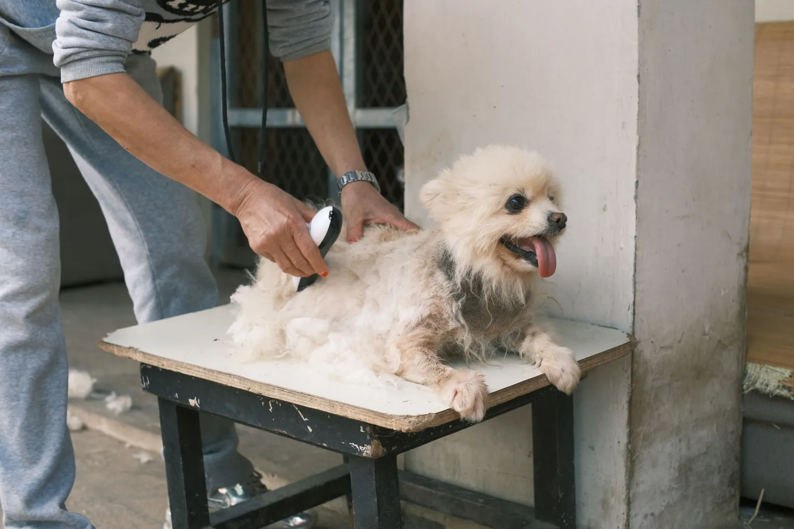 A white fluffy dog gets brushed on a grooming table