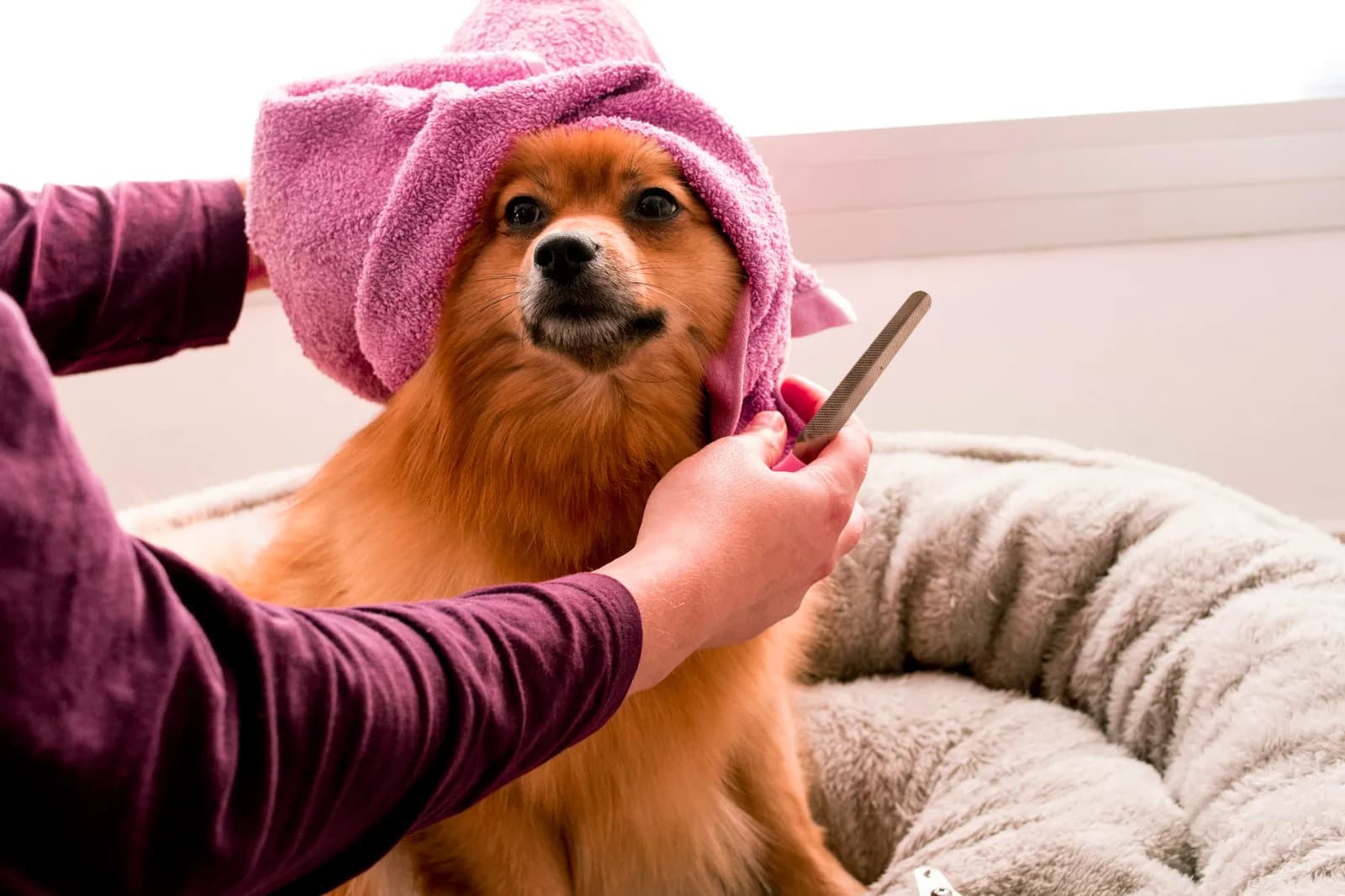 A fluffy dog in a pink towel gets combed