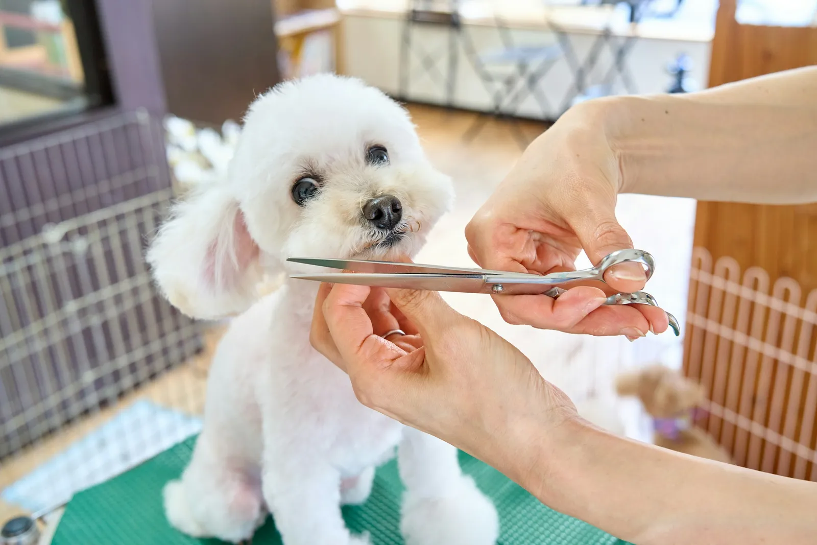 A groomer trims a small white poodle with scissors