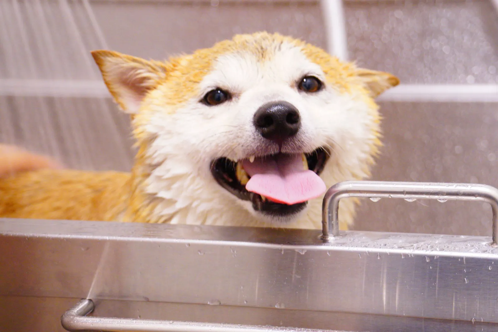 A smiling shiba dog in a grooming tub