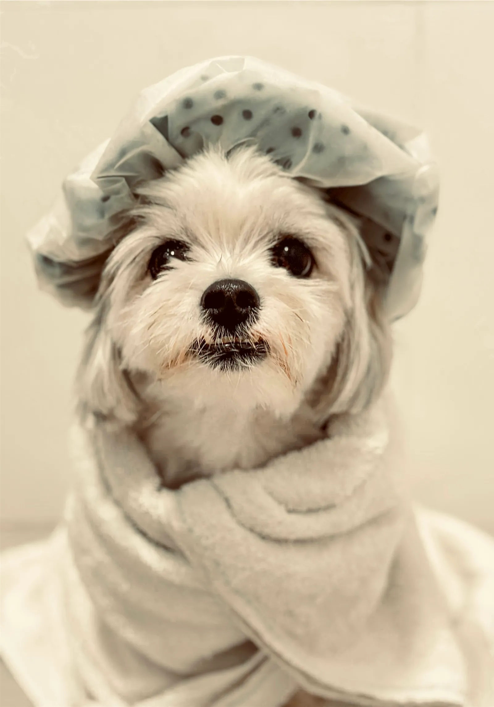 A small white dog wrapped in a towel and a shower cap