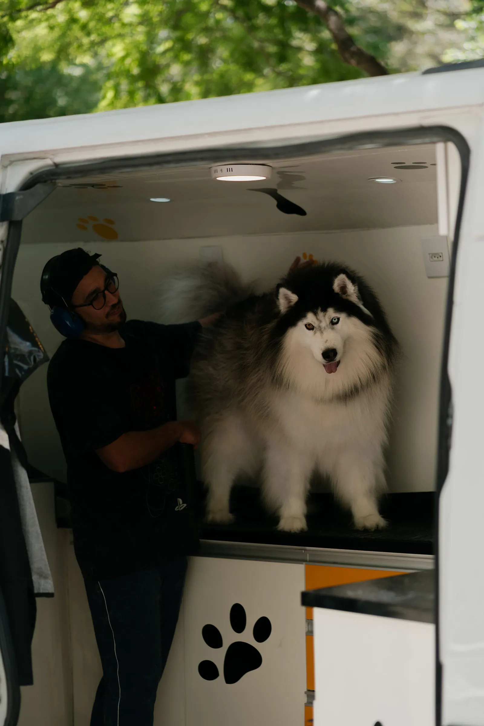 A groomer brushes a fluffy husky inside a grooming van