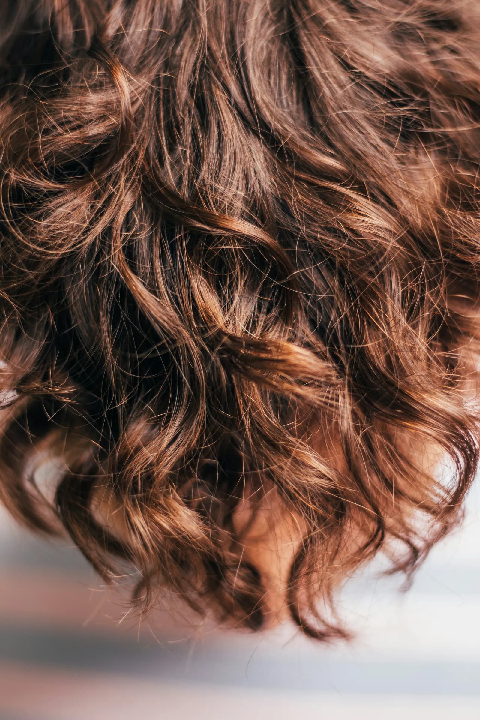 A close look at brown curls with copper ends