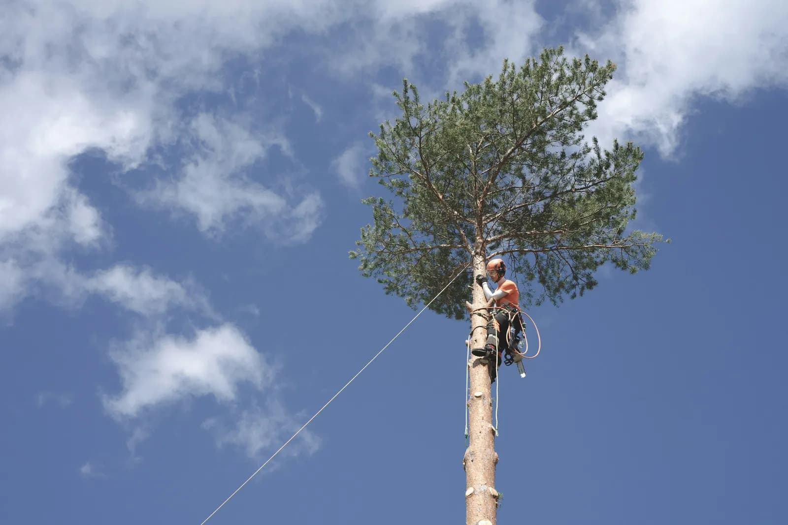 A climber roped in near the top of a tall pine, with blue sky behind