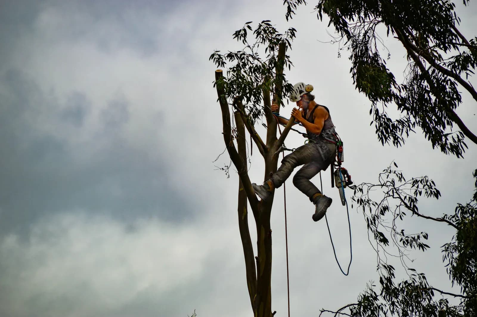 A climber in a helmet and harness works high in a tree on a gray day