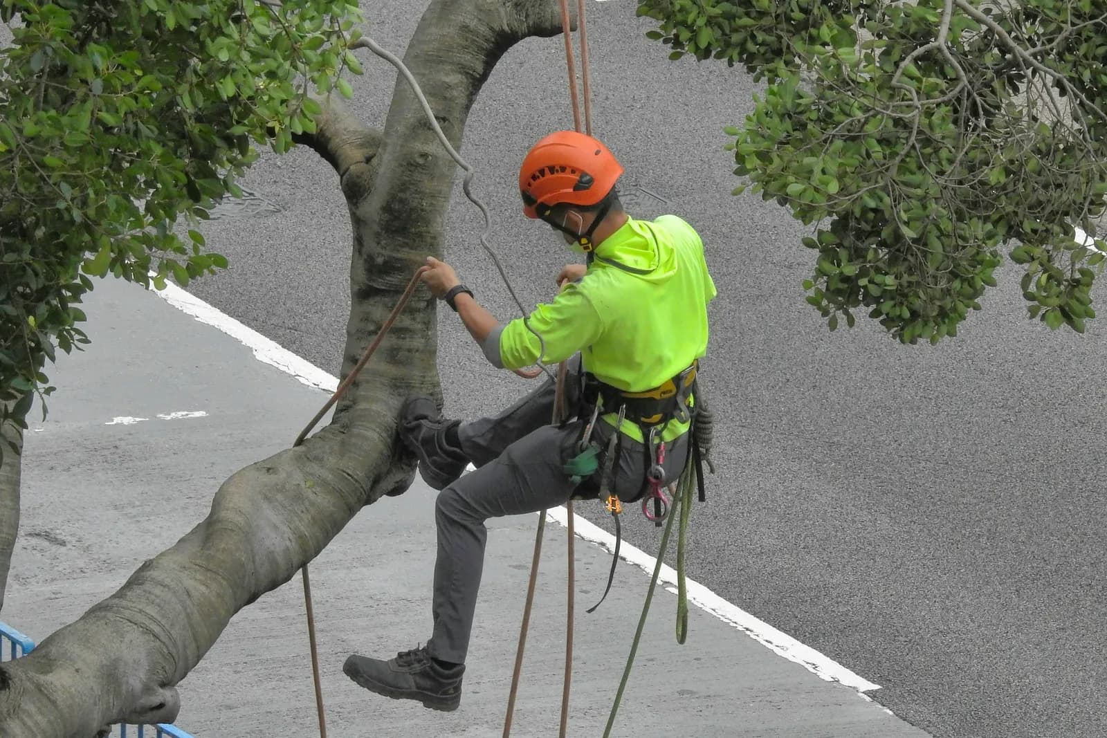A climber in a harness and helmet trims a tree over a street