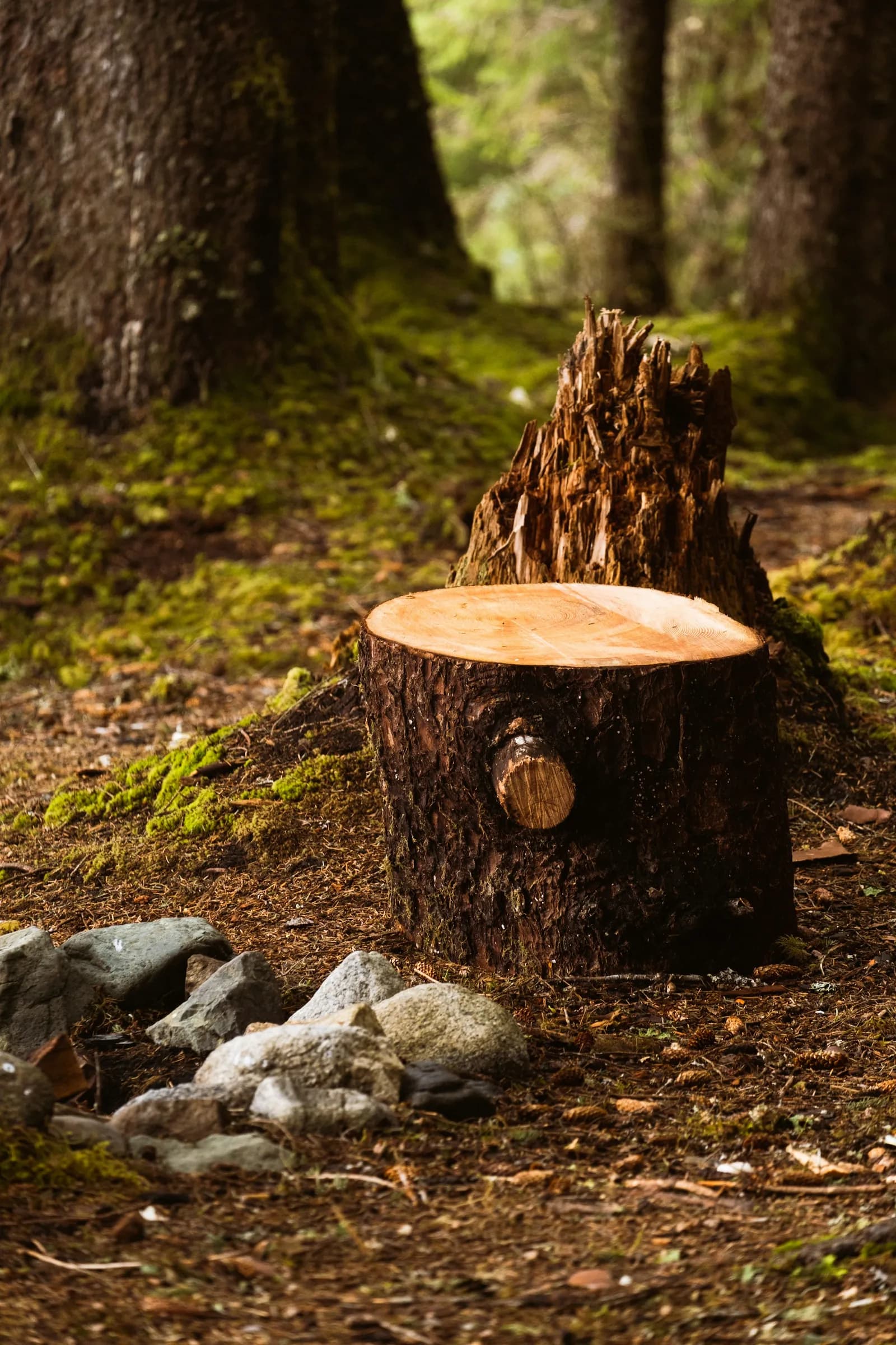 A fresh cut stump on the ground under tall trees