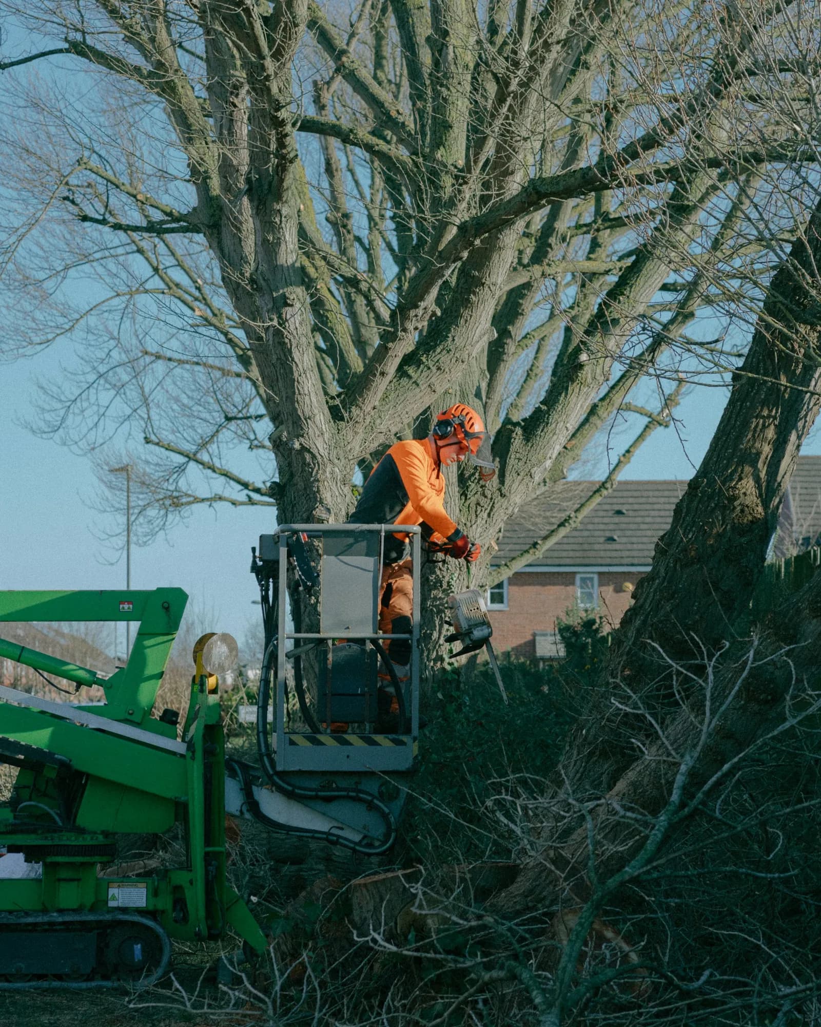 A worker in a lift trims a tall bare tree