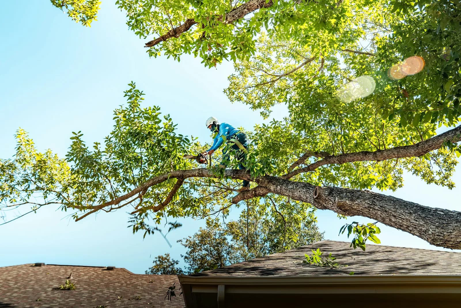 A climber in a helmet cuts a big limb that hangs over a house roof