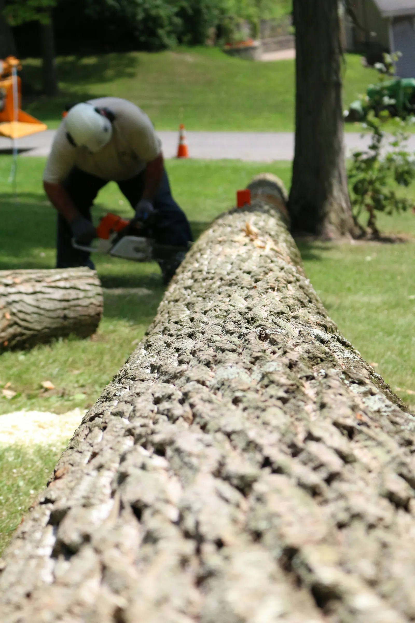 A worker cuts a fallen trunk into pieces on a lawn