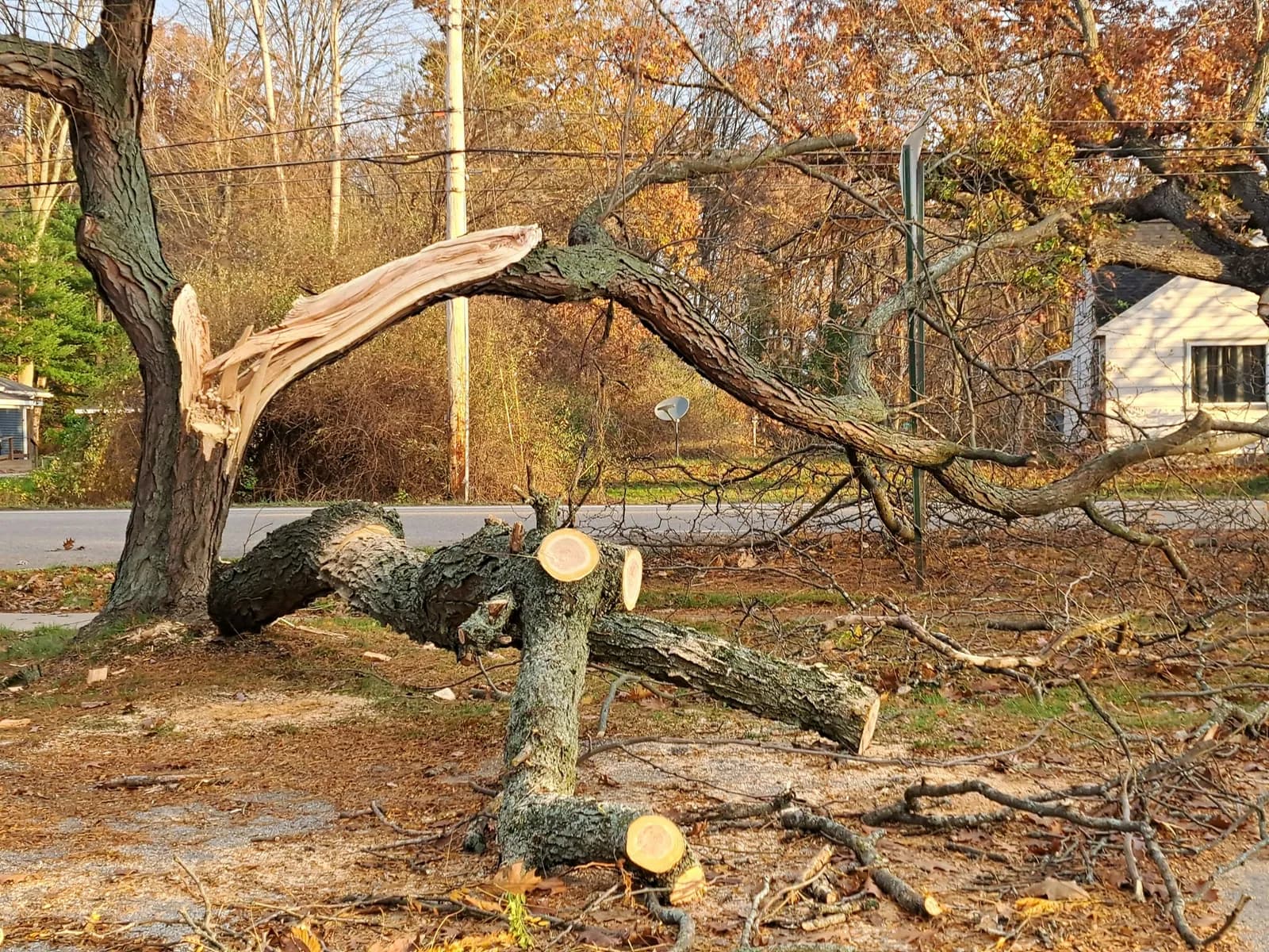 A big limb broken off in a storm, cut up in a yard